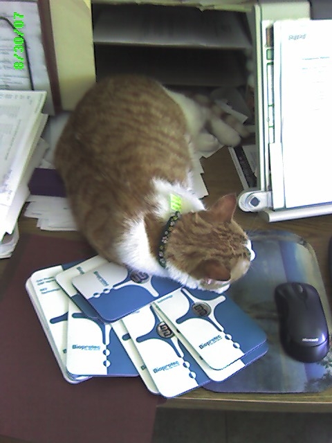 Cajun sleeping on EMF Chips
