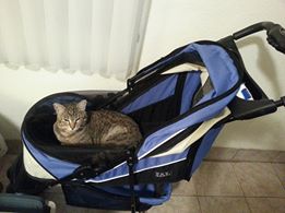 Iris in Mikki's stroller