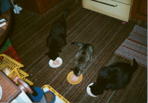 three cats eating
