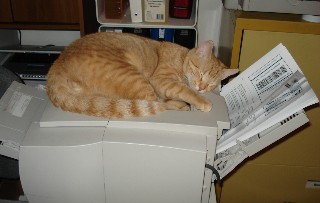 Printer cat Simba