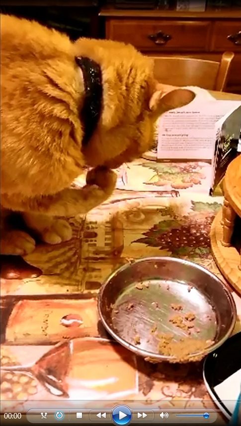 Julius' unique cat eating habit