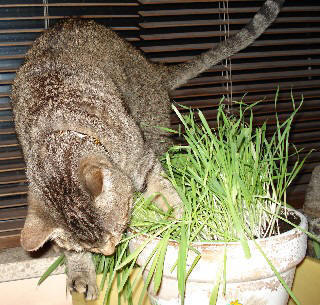 Iris eating grass