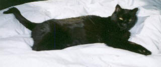 Tabby, the black cat