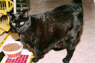 fat cat from dry kibble