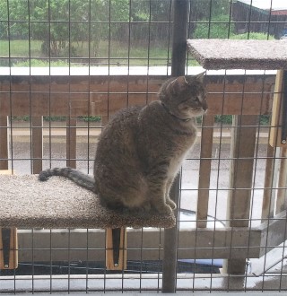Iris in cat enclosure on porch
