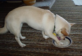 Mikki licking plate