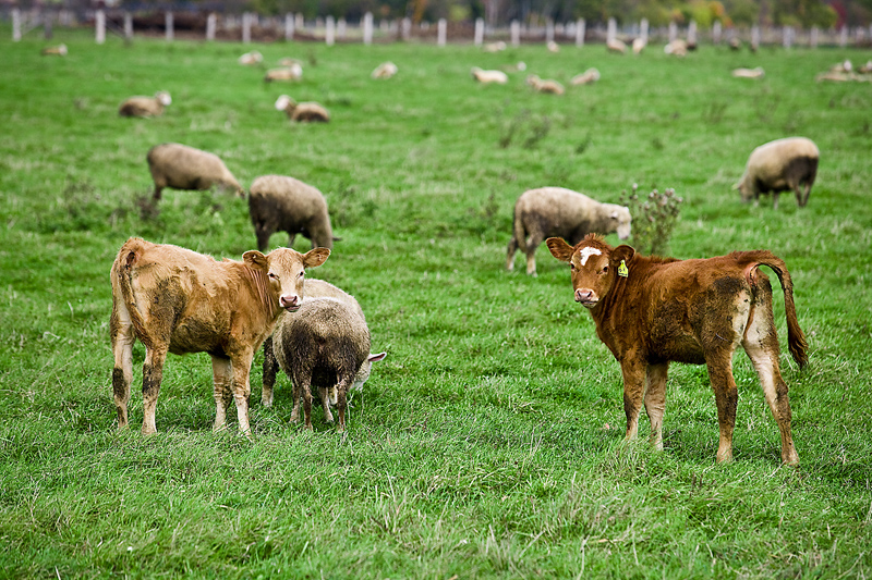Pastured-raised cows & sheep