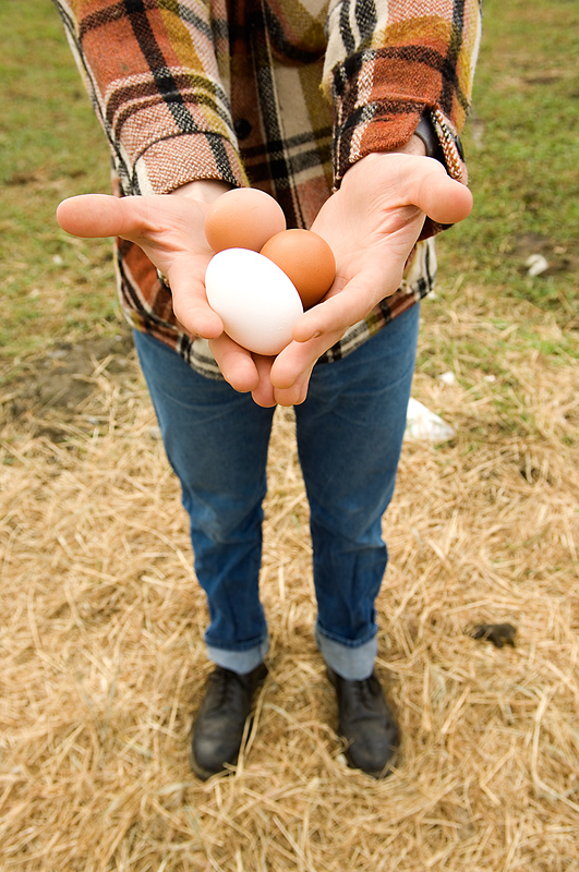 farm-fresh eggs