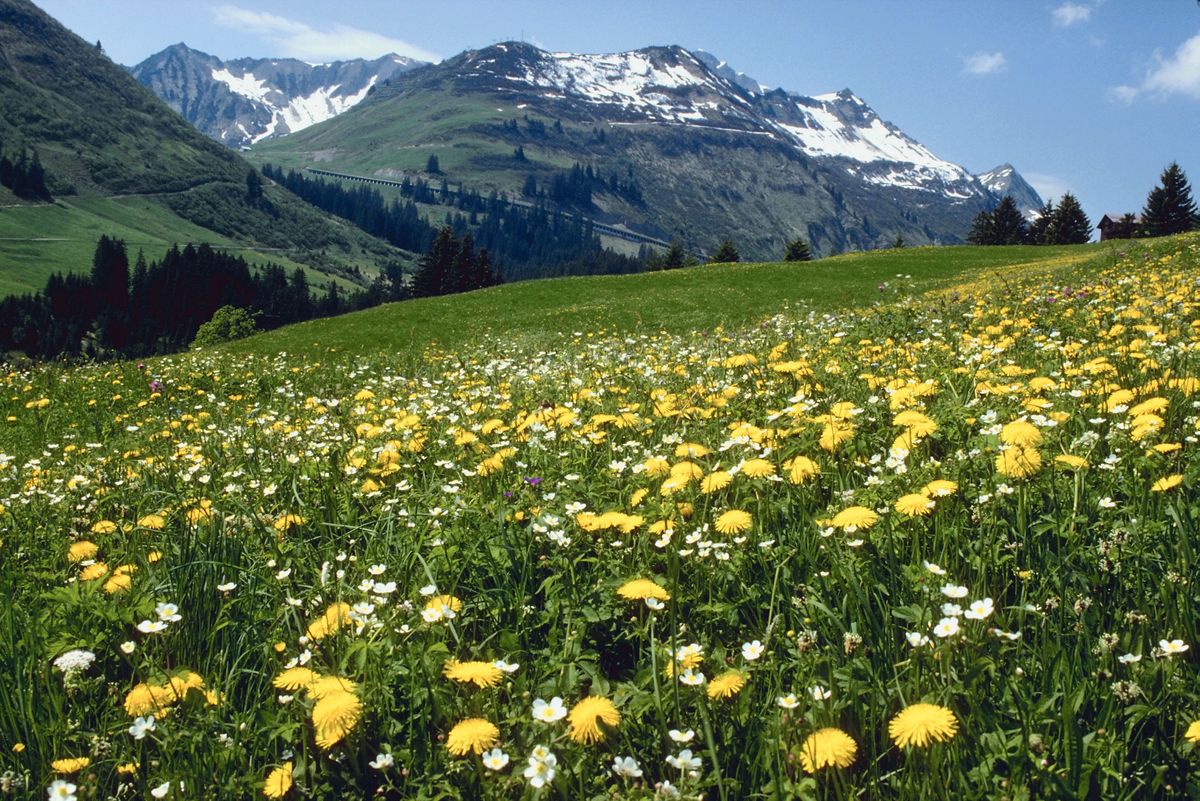 springtime mountain flowers