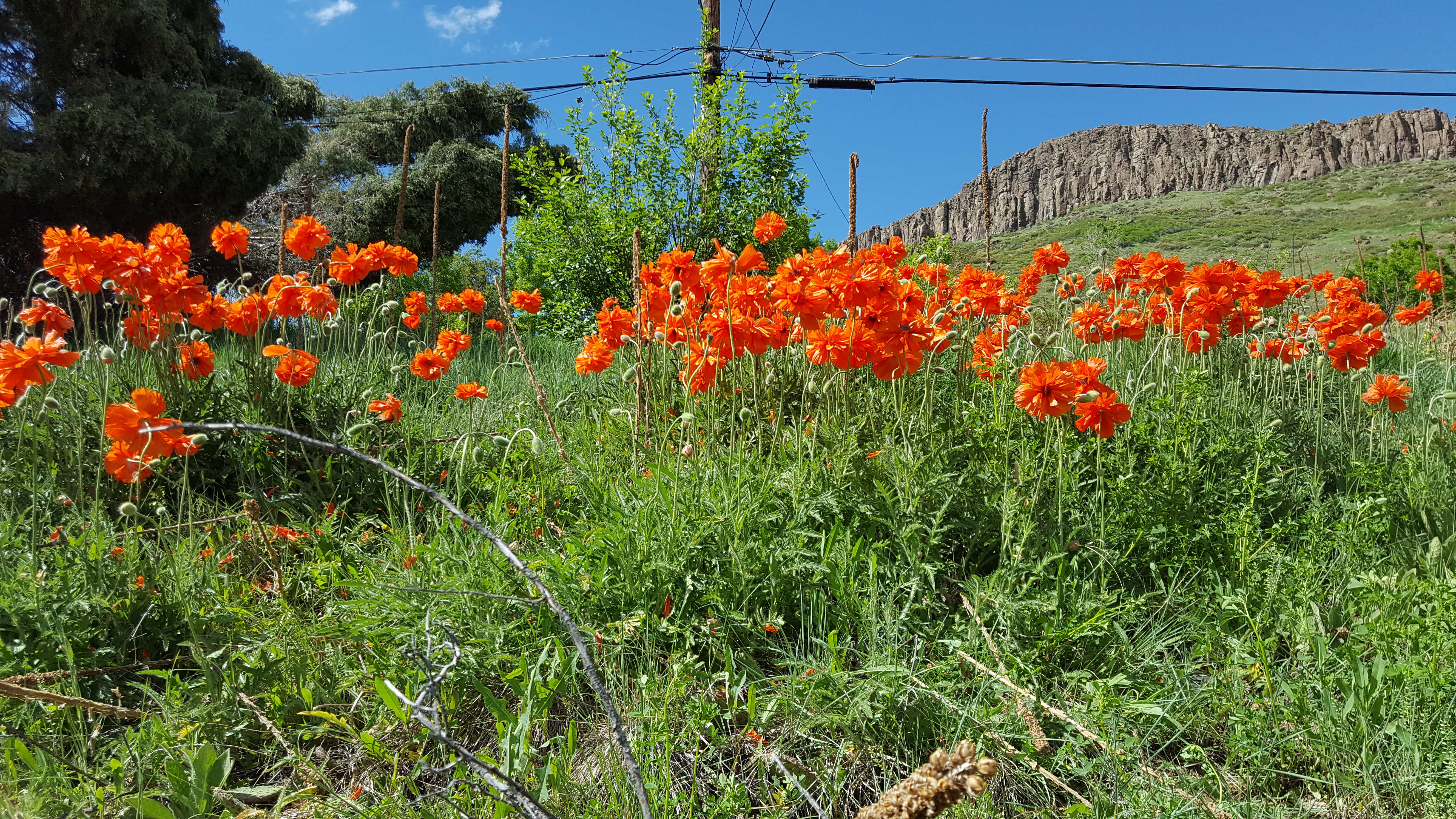 poppies behind house