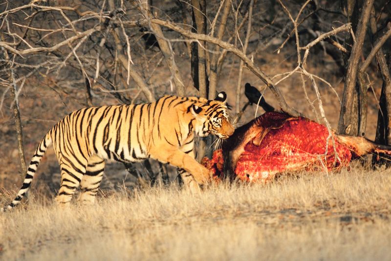 tiger eating raw meat