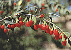 Wolfberries (Chinese Goji berries)